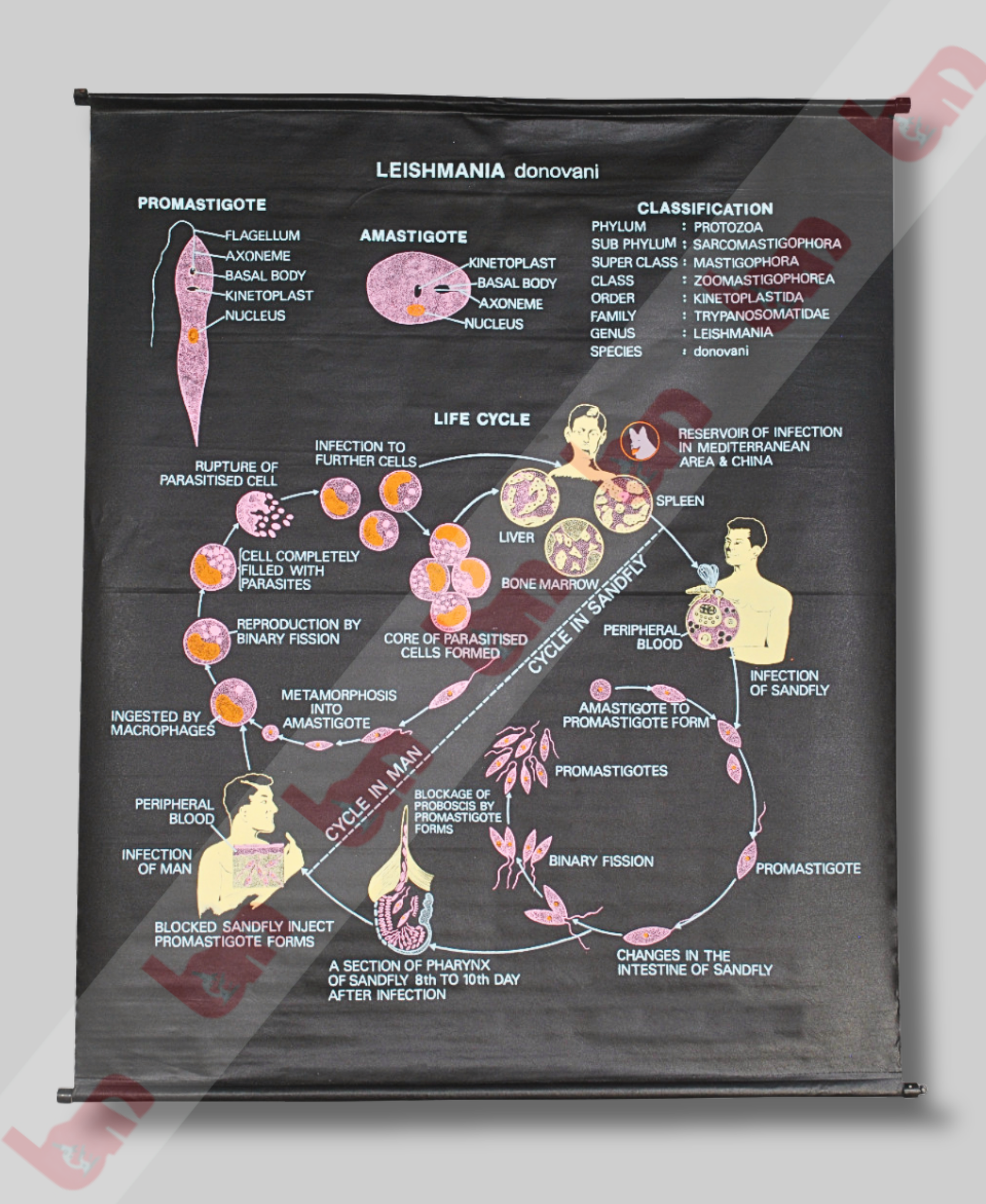 Leishmania Donovani Chart
